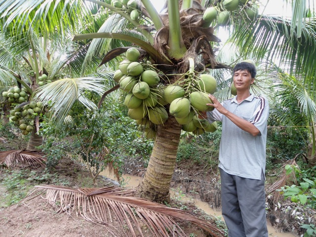 Cây Dừa xiêm lùn Thái Lan siêu trái.