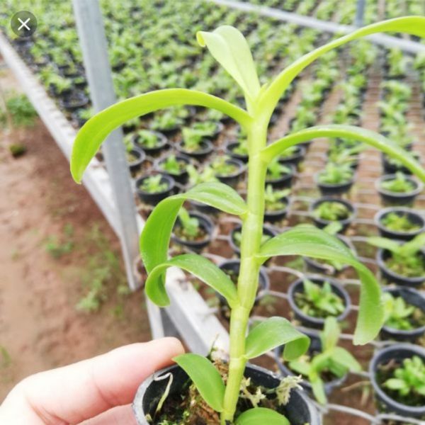 5 cánh trắng bạch tuyết