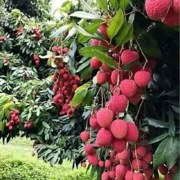 COMBO 2 CÂY GIỐNG VẢI THIỀU SIÊU QUẢ