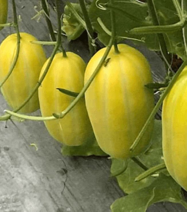 Hạt Giống Dưa Lê Hàn Quốc siêu ngọt - ( 20 hạt/gói )