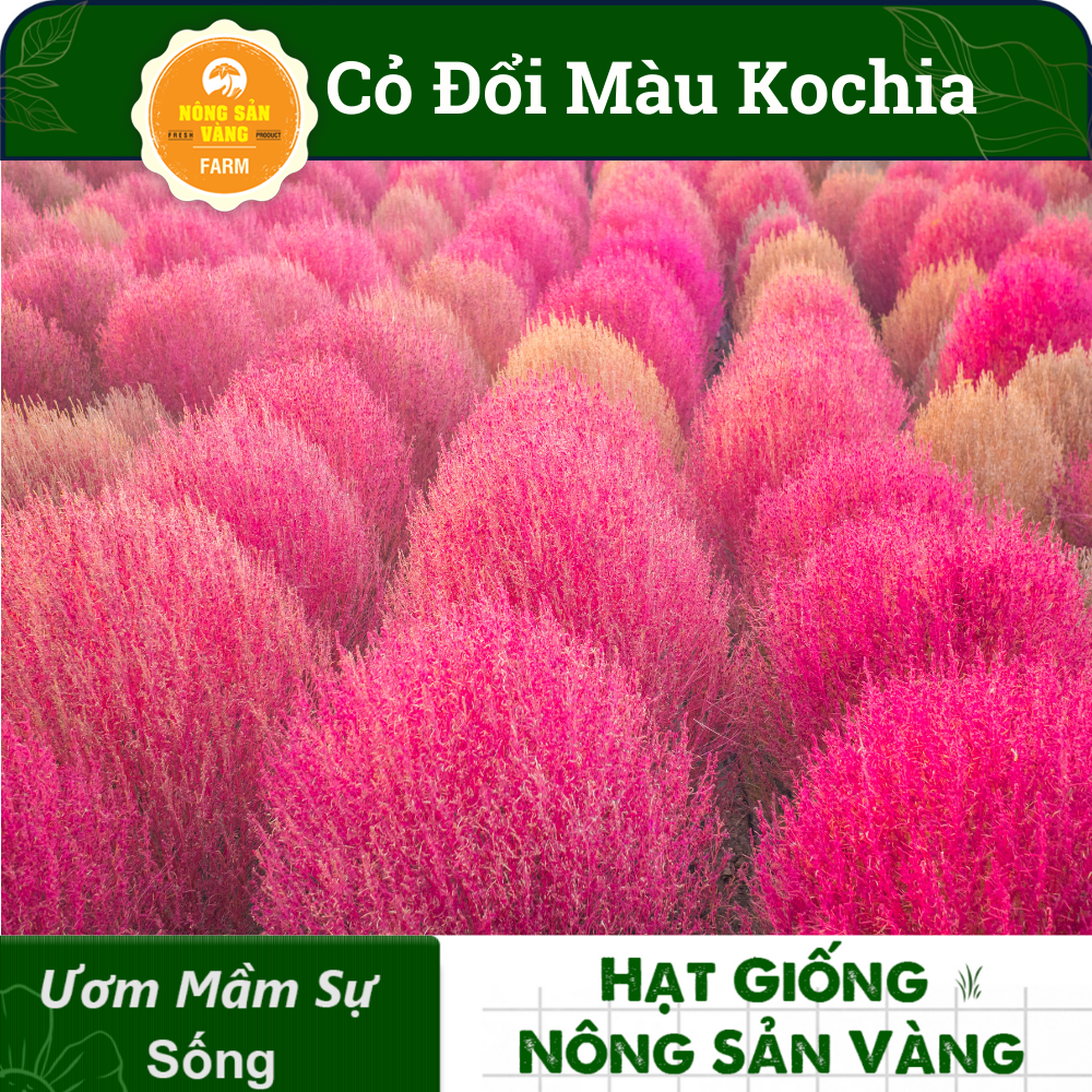 Grass seed Đổi color kochia (pack 100 seeds)