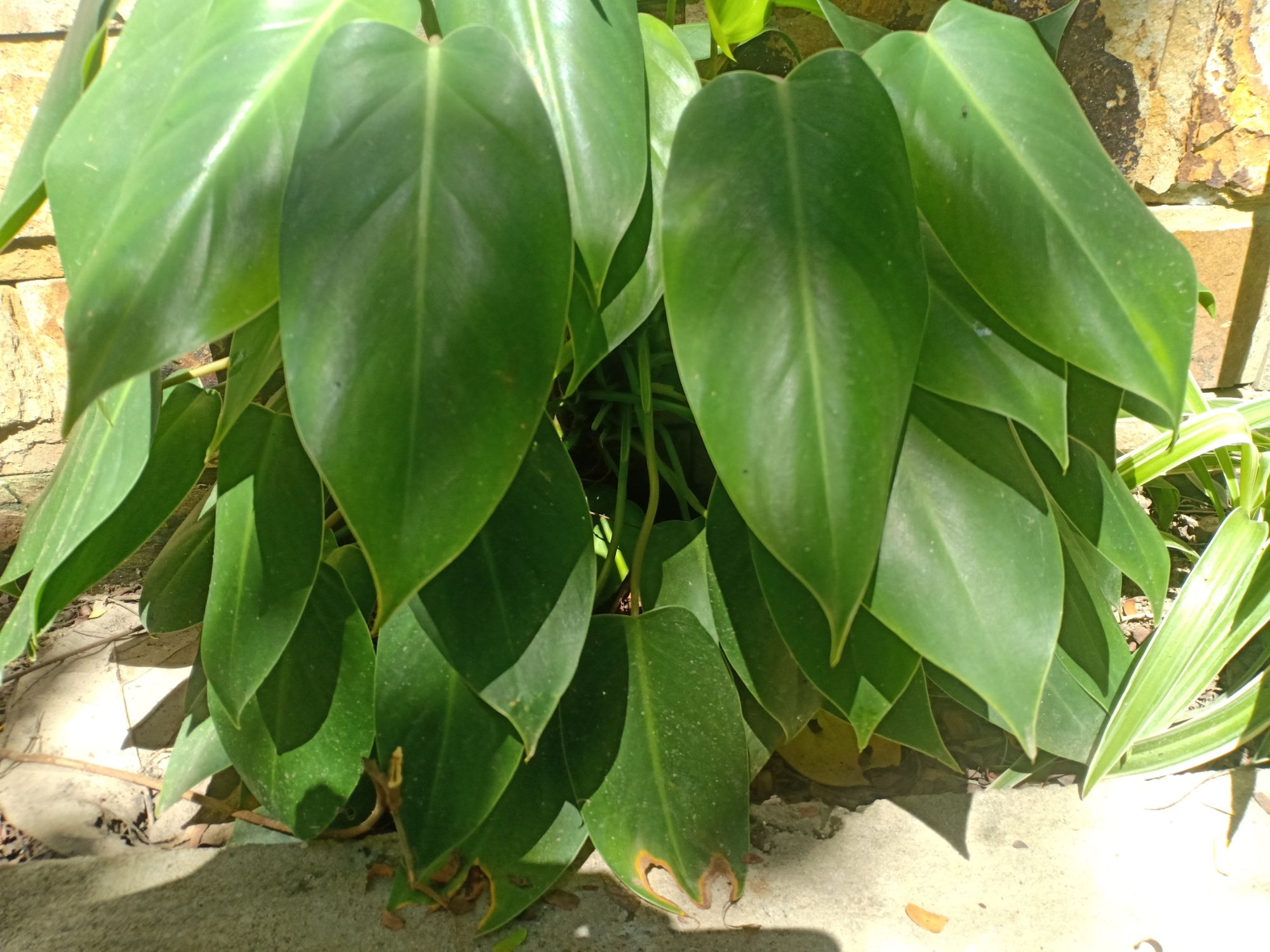 Trầu bà tỷ phú