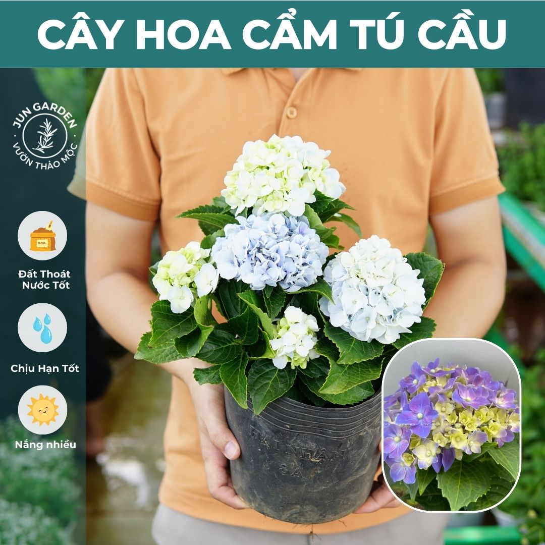 Cẩm Tú Cầu JUN GARDEN Đà Lạt Cây Khoẻ Dễ Sai Hoa