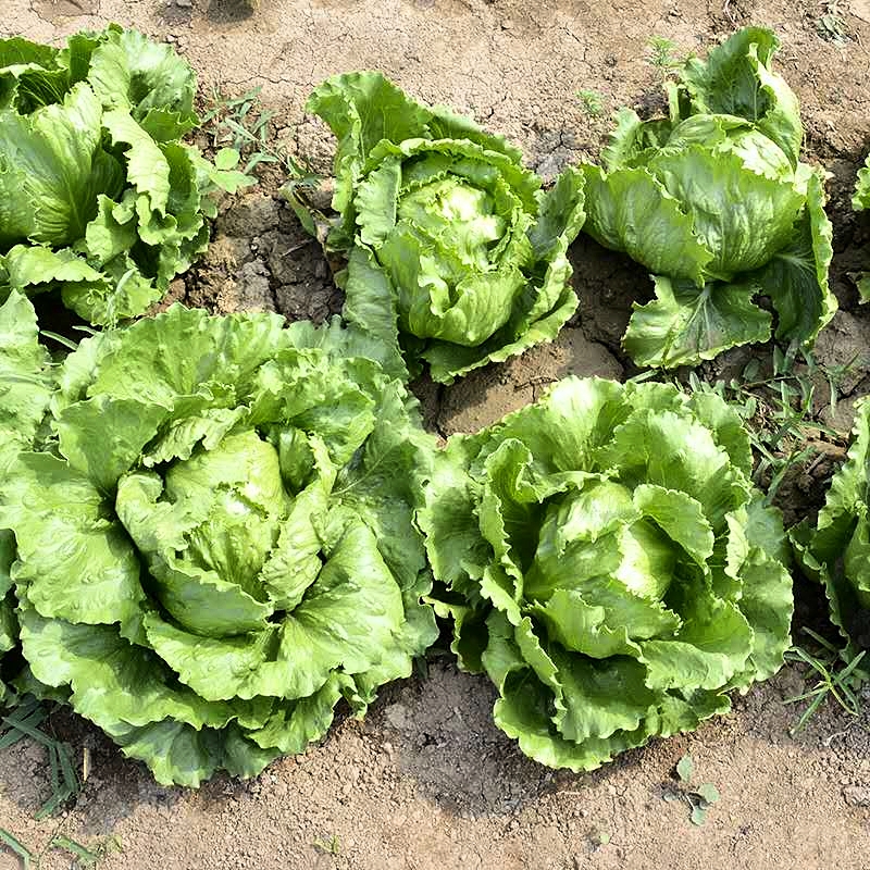 Iceberg Lettuce Seed (Rado 532) 2gr package