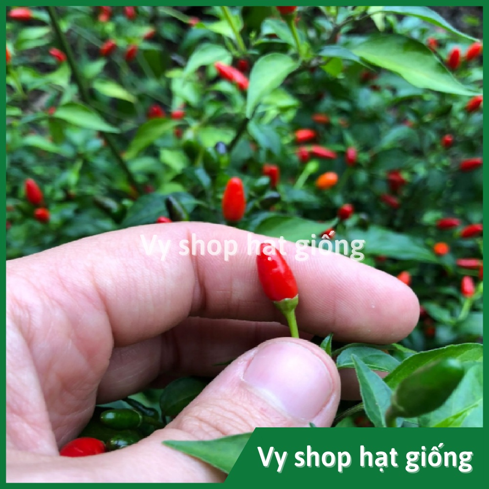 Hạt giống ớt thóc siêu cay (ớt mắt chim) Thái Lan gói 120 hạt