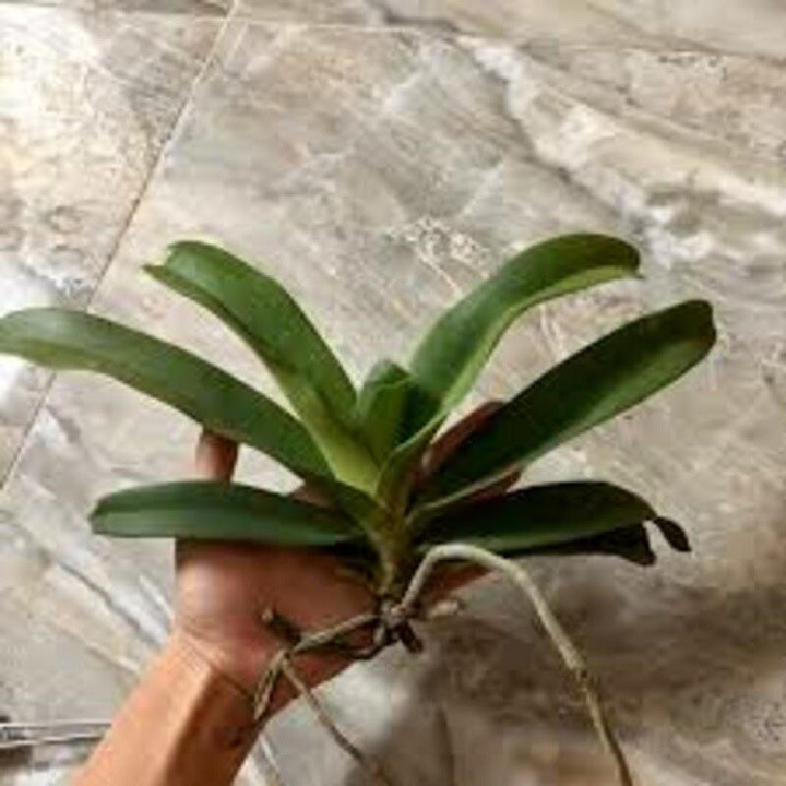 Hoa lan đai châu - nghinh xuân - ngọc điểm đủ màu