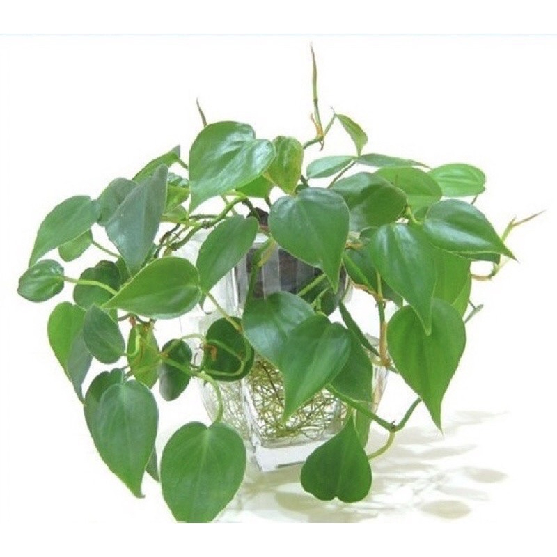 Cây trồng thuỷ sinh để bàn 2