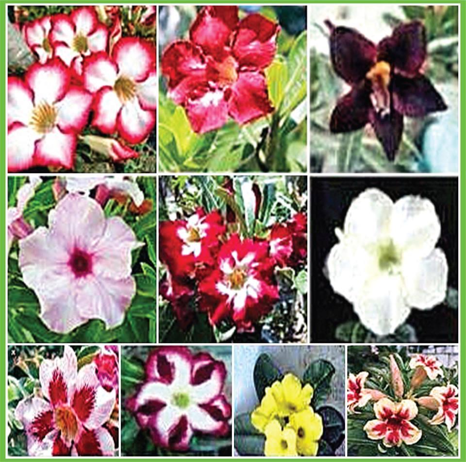 Cây giống sứ Thái 6-8 tháng tuổi - giao cây màu ngẫu nhiên có 10 màu hoa cánh đơn trồng khoảng 1-2 tháng cho hoa