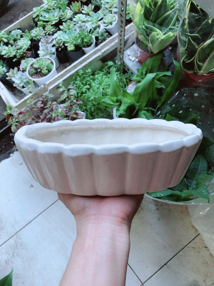 [HCM]Chậu Trồng Cây Cảnh