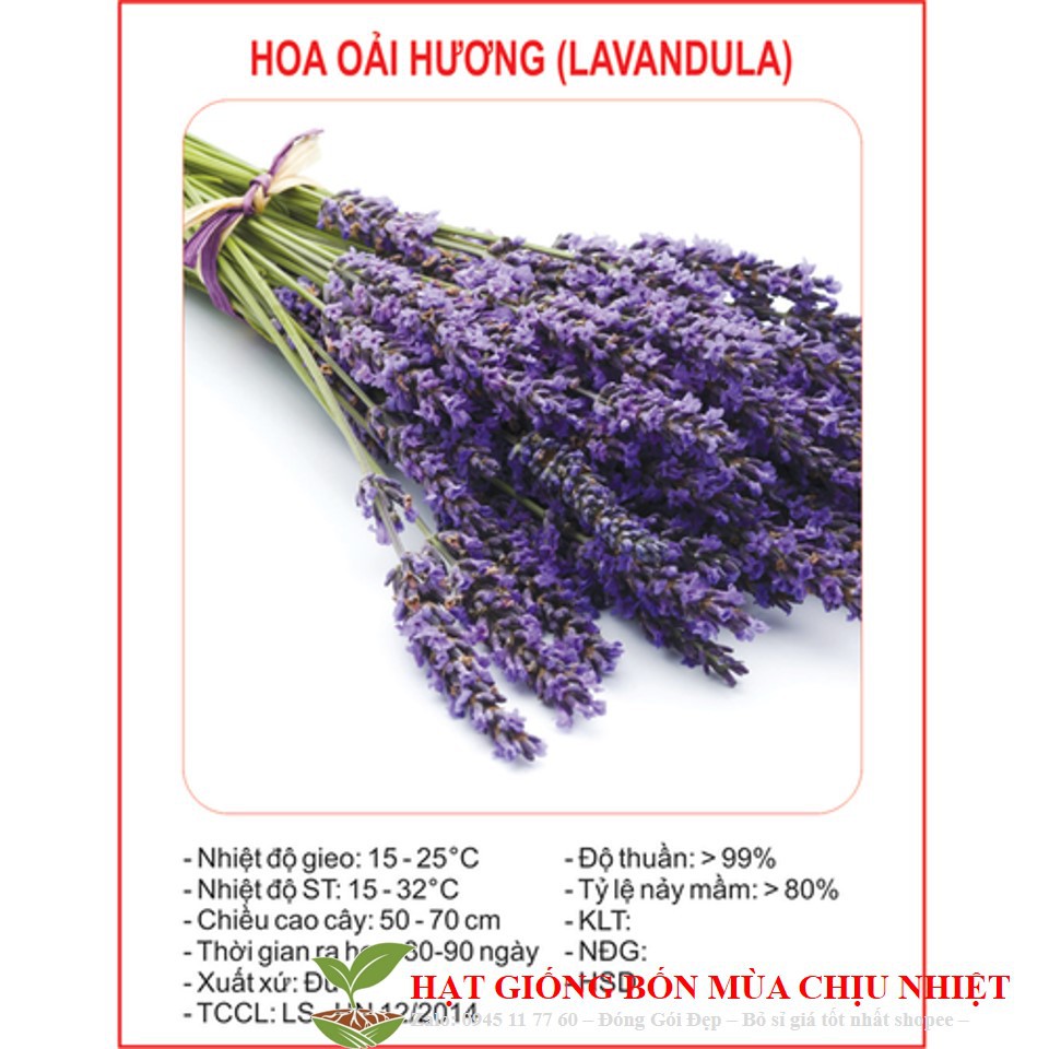MA14 GÓI Hạt Giống Hoa Oải Hương 4 mùa/Lavender (30 hạt) ĐẾN MÙA TRỒNG TẾT