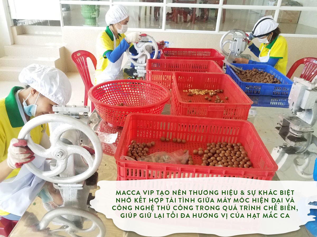 Box 180g macadamia nut Daklak - MaccaVIP (natural crack, size 22-30mm)