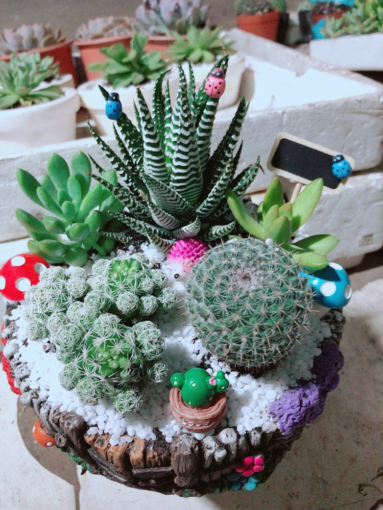 Chậu xương rồng tiểu cảnh