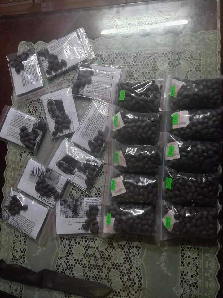5 Hạt giống sen Nhật mini