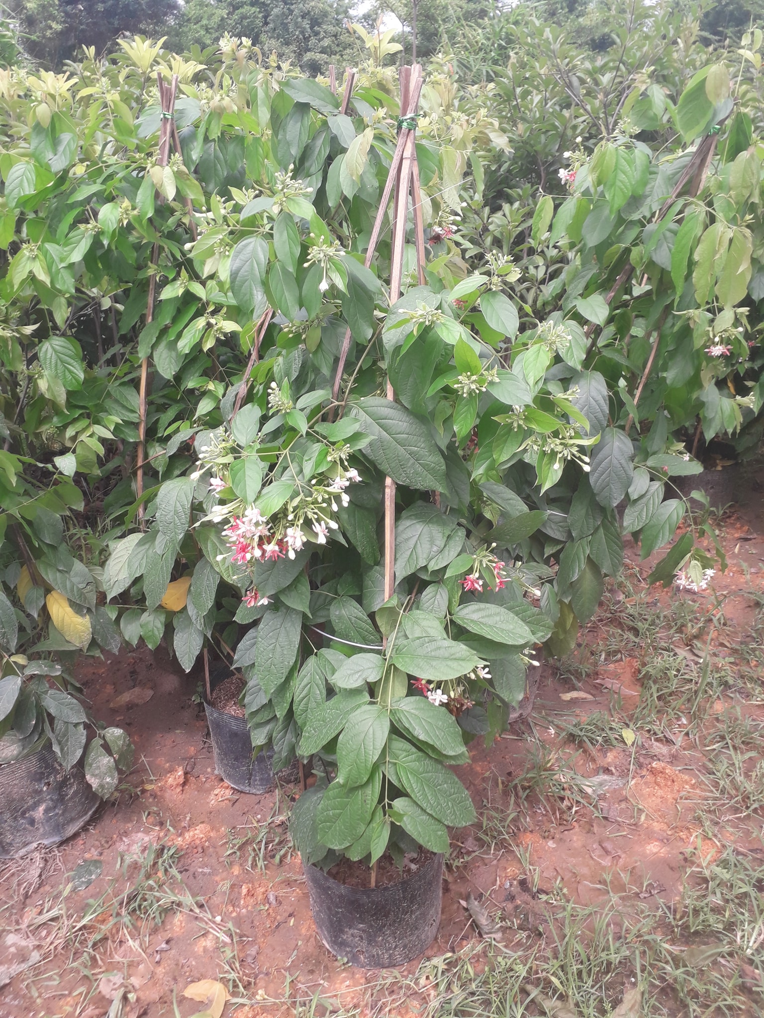 Hoa leo sử quân tử hay hoa giun cho hoa quanh năm thơm ngát - FREE SHIP TỪ 50K