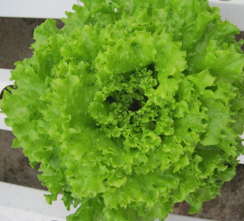 Hạt giống xà lách xoăn xanh ( 5gr/gói )