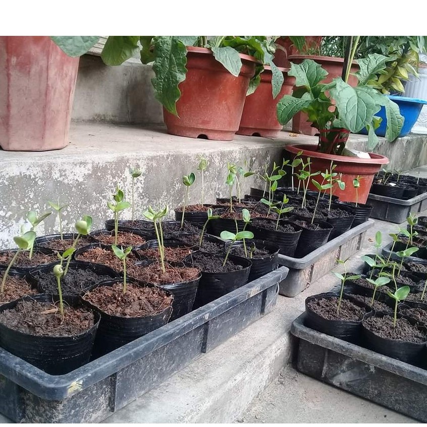 Bánh nén mụn dừa đã xử lý (viên nén xơ dừa)