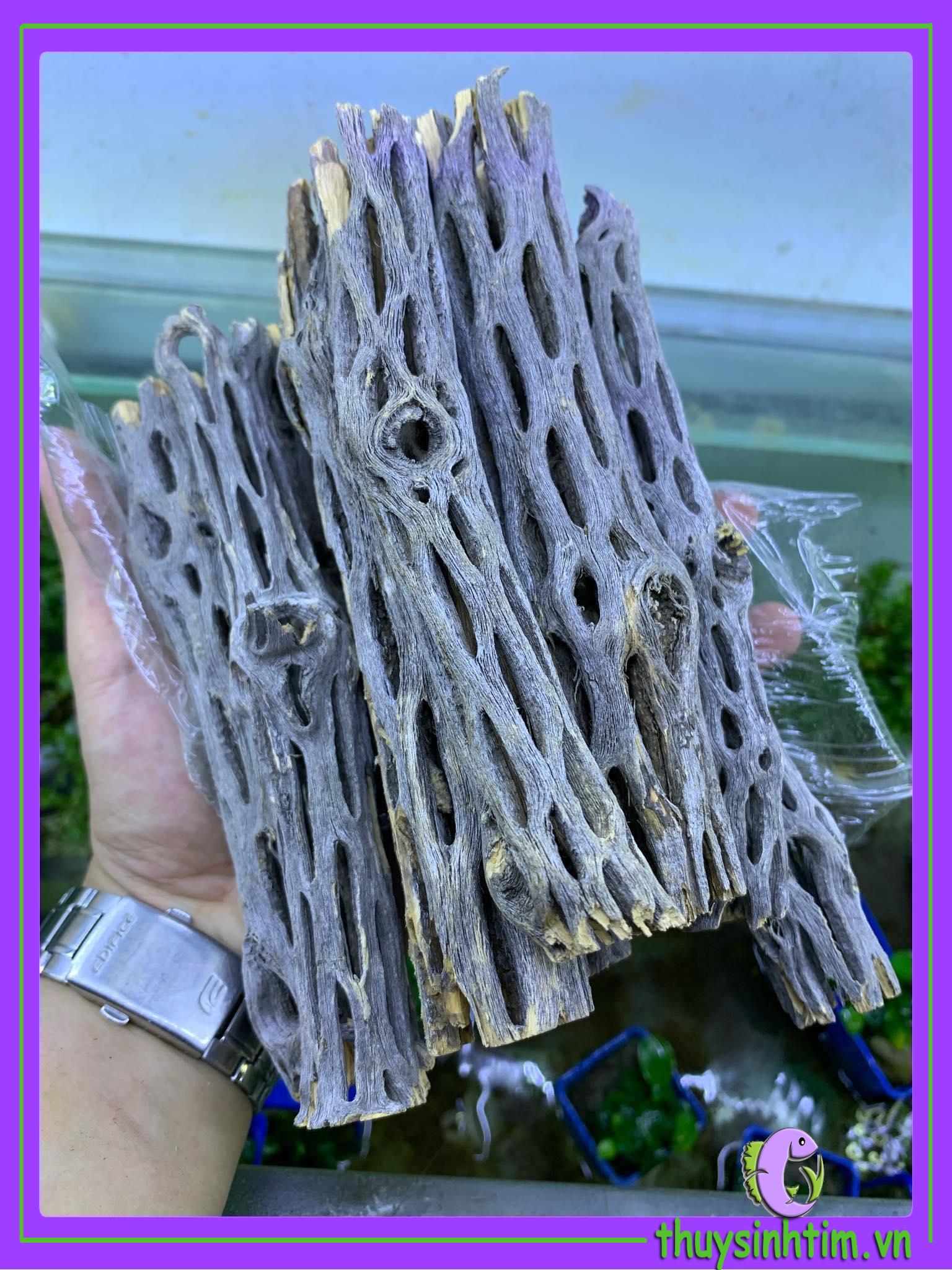 Staghorn Cholla Cactus (Lũa Xương Rồng Cho Tép Cảnh)