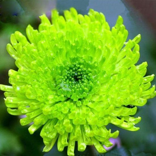 50 Hạt giống hoa cúc xanh
