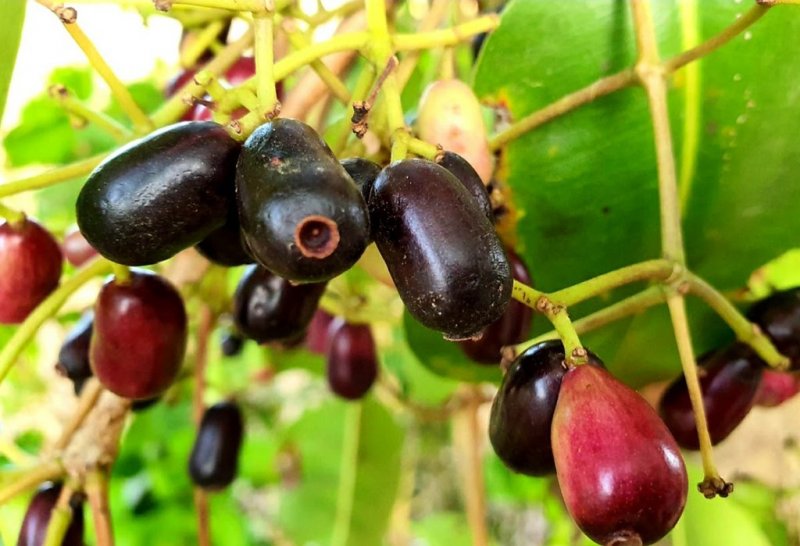 Cây giống trâm đen- Trái tuổi thơ- Đặc sản miền tây- Hoa kiểng Nguyễn Lộc