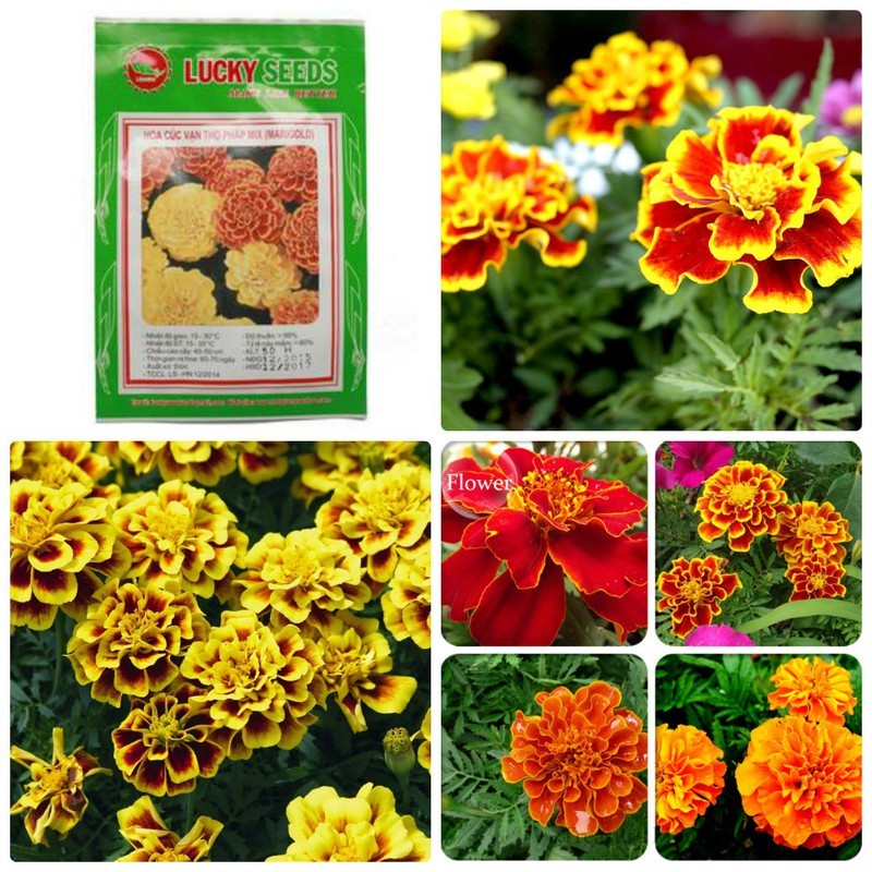 Hạt giống hoa Vạn Thọ lửa ( vạn thọ pháp mix ) - 1 gói 50 hạt
