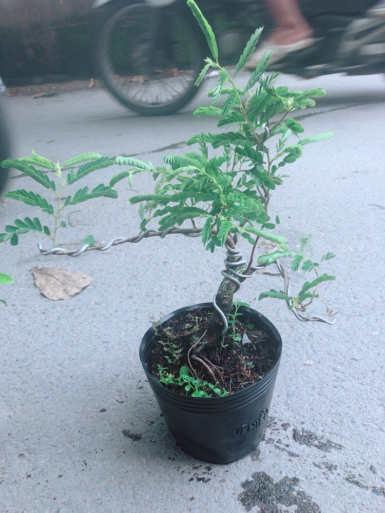 [HCM]Cây Me Bonsai