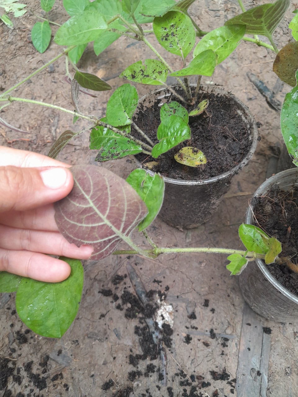 Cây Mơ Lông giống ( mơ tam thể, lá thúi địch)