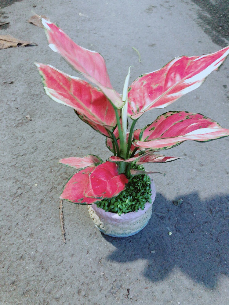 Chậu Vạn Lộc Hồng