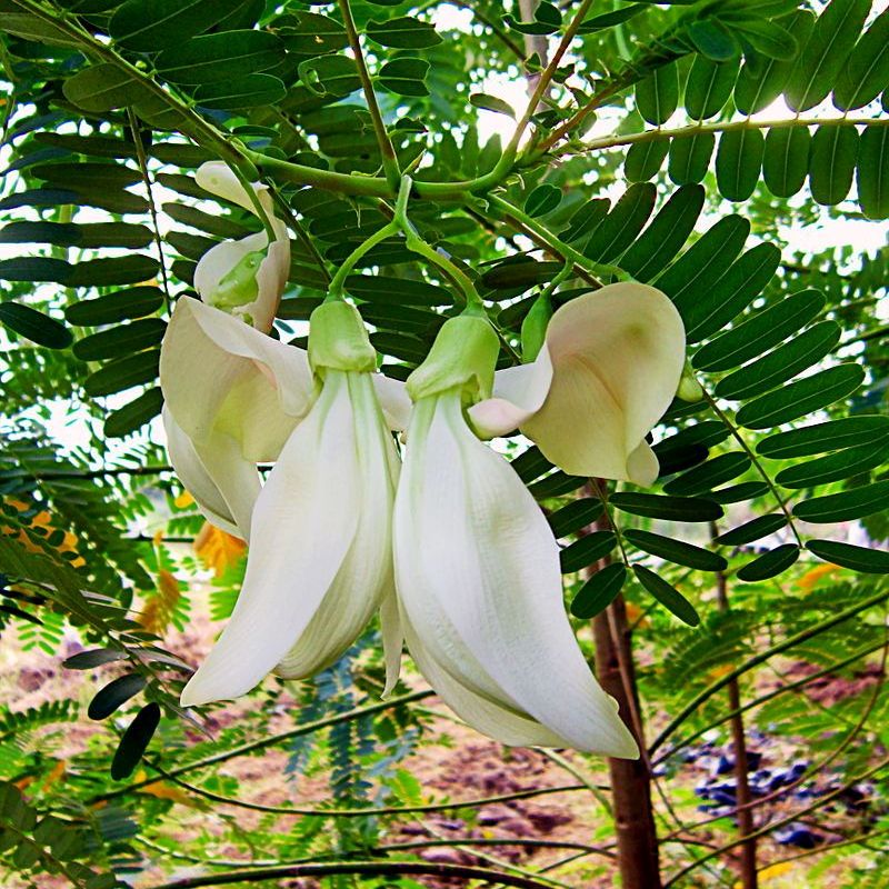 Hạt Giống So Đũa, Bông So Đũa (2gr)