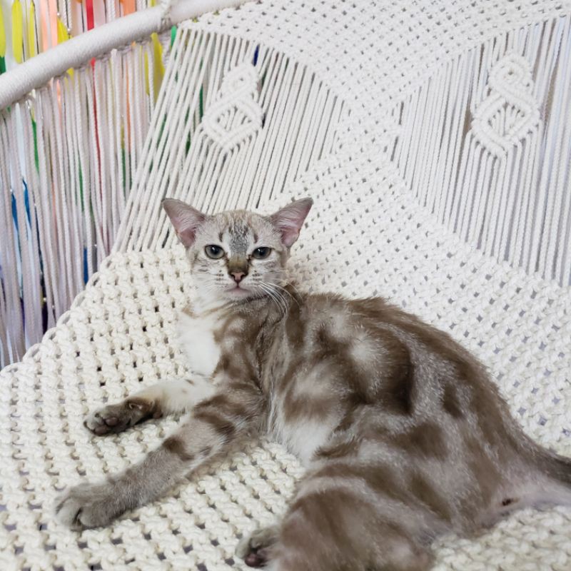 Xích đu một vòng thư giãn nội thất macrame trang trí (không kèm khung treo và nệm)