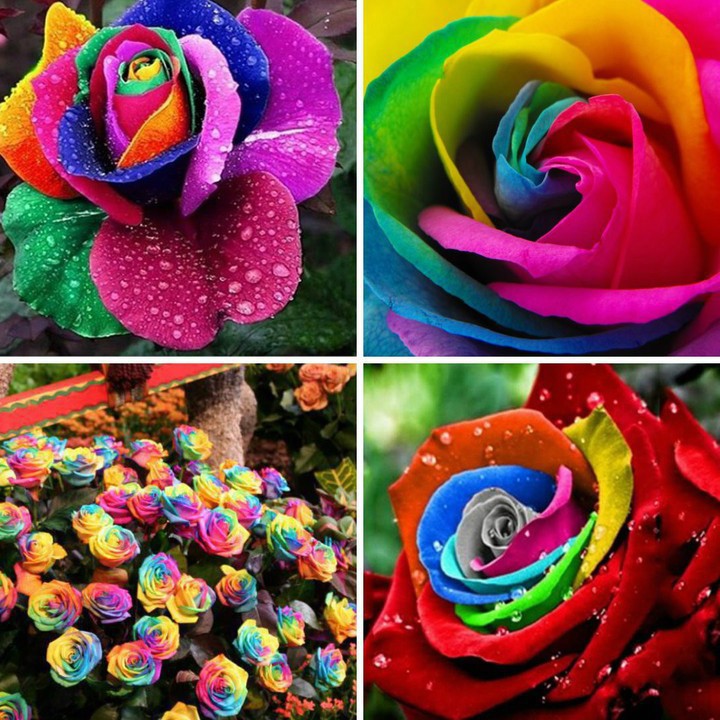 Hạt Giống Hoa Hồng Bảy Màu