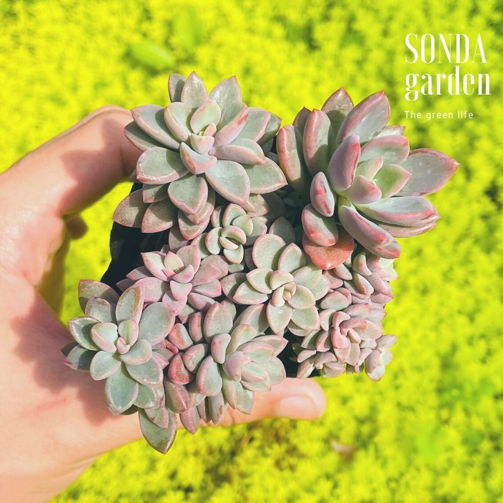 SEN ĐÁ AURORA GEM SIZE BÉ SIÊU KHỎE ĐẸP LỖI 1 ĐỔI 1