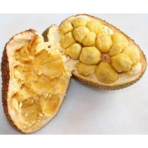 CÂY GIỐNG MÍT TỐ NỮ
