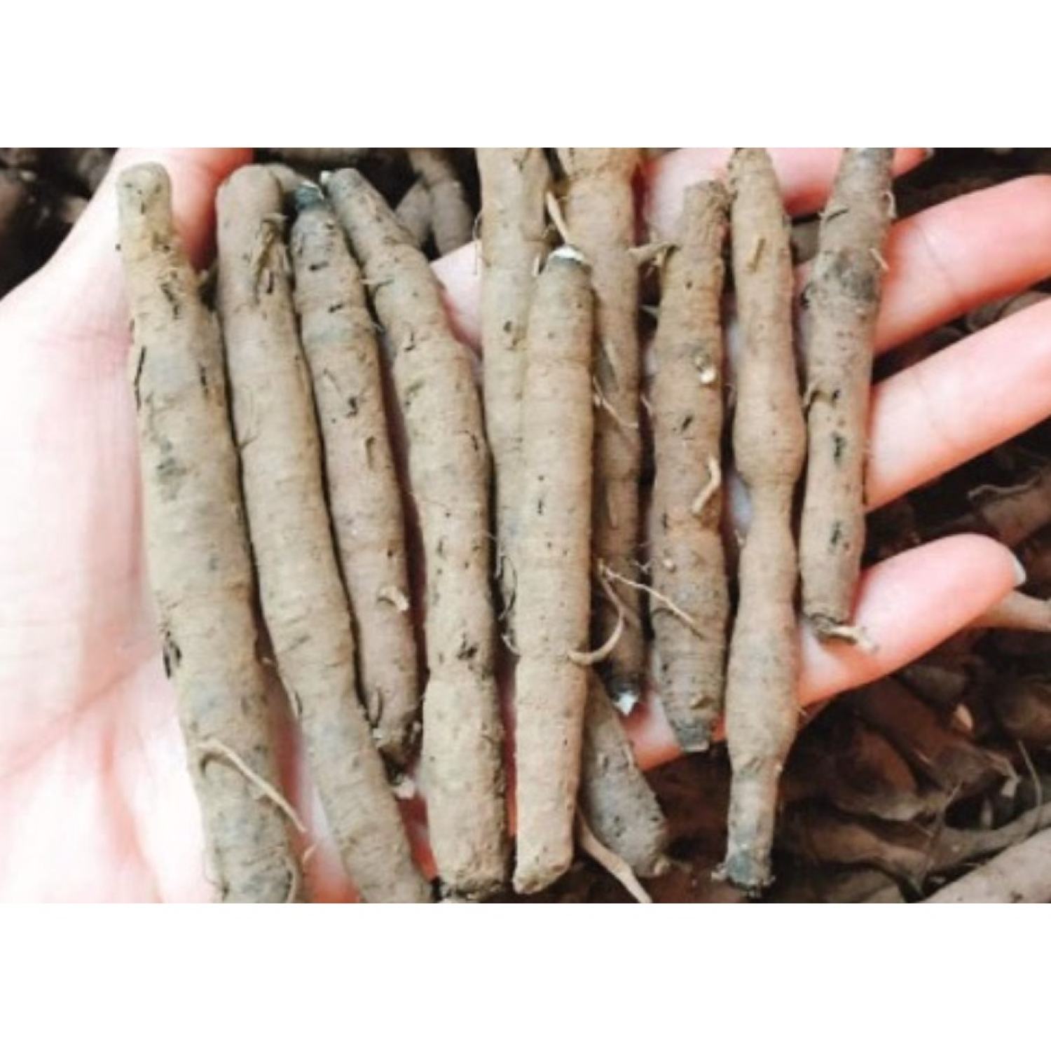Sâm Cau Đen Tươi (sâm tiên mao) 1kg