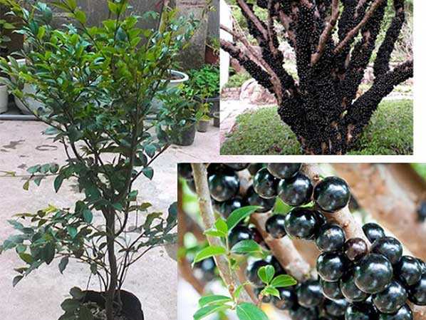 cây giống nho thân gỗ
