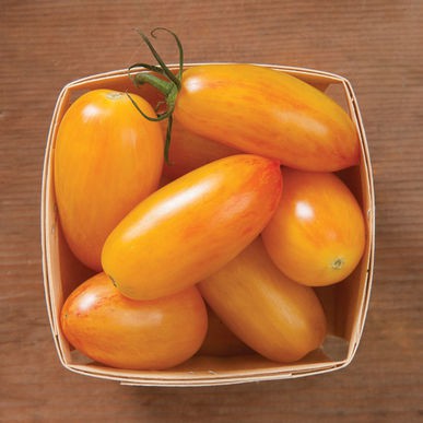 Hạt Giống Cà Chua Trái Cây Nova