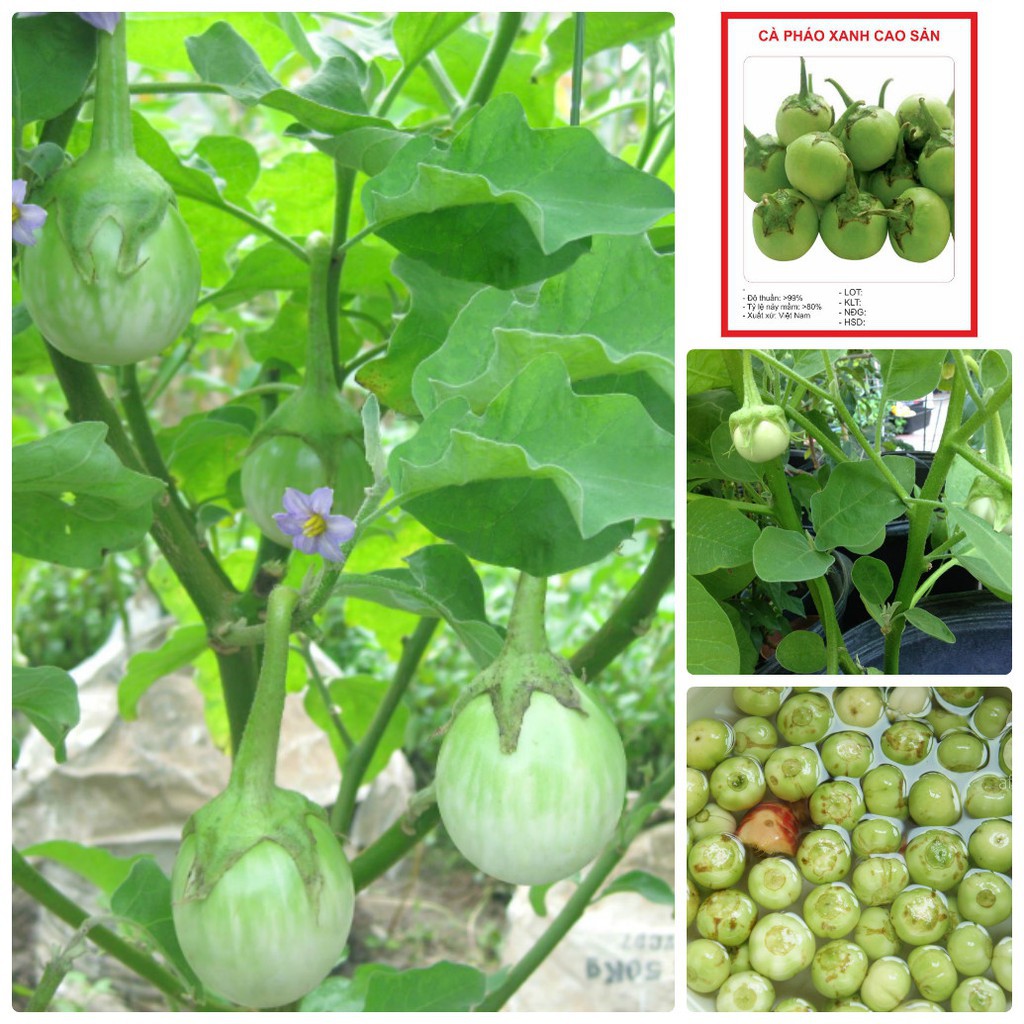 Hạt Giống Cà Pháo Xanh-Gói 0.2gram