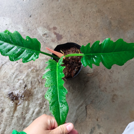 Cây trầu bà cung đàn xanh