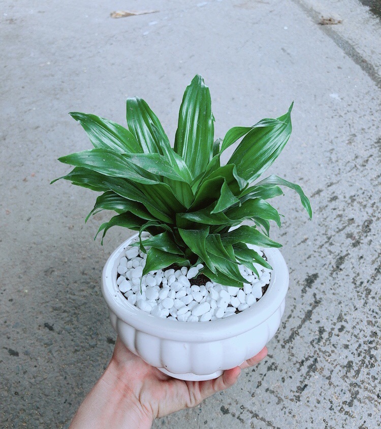 [HCM]Chậu Cây Phát Tài
