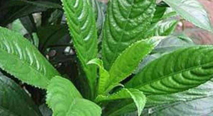 HẠT GIỐNG XƯƠNG SÔNG