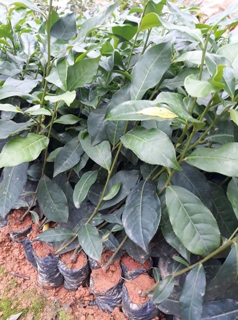 Cây chè xanh tân cương thái nguyên
