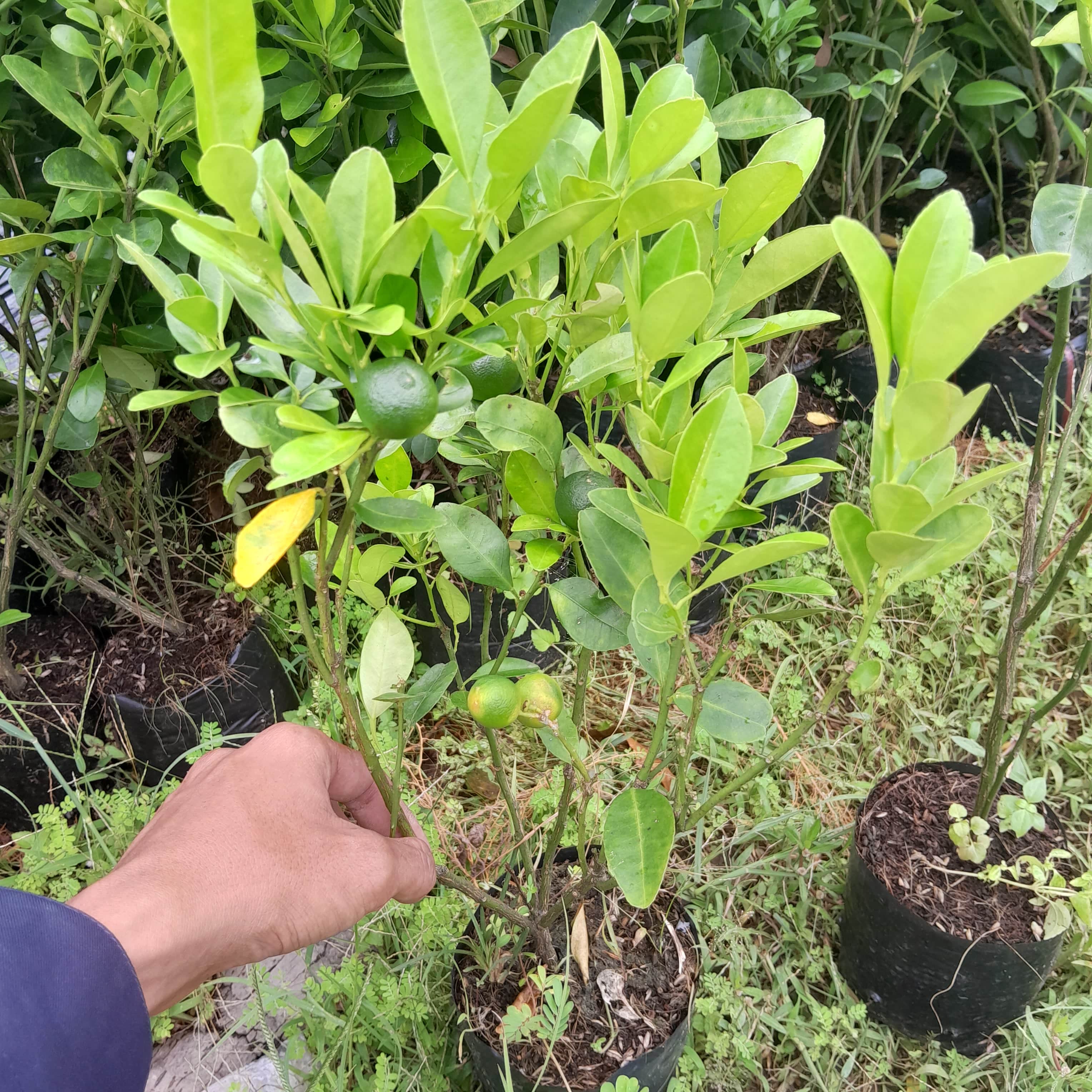 Cây giống Tắc Bánh Xe ( Cây Quất )