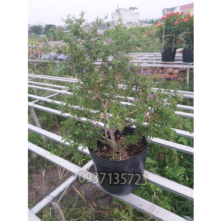 Cây linh sam -cao từ 20-35 cm