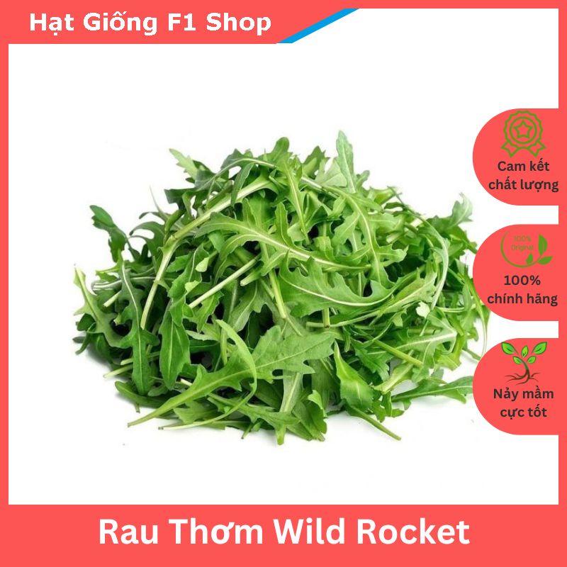 Hạt Giống Rau Wild Rocket Dễ Trồng