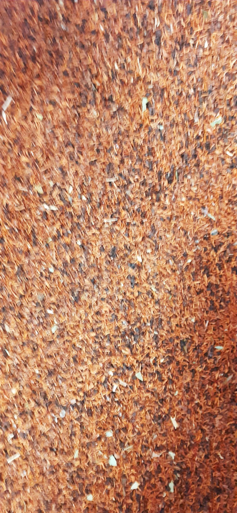 1kg Hạt giống bạch đàn đỏ