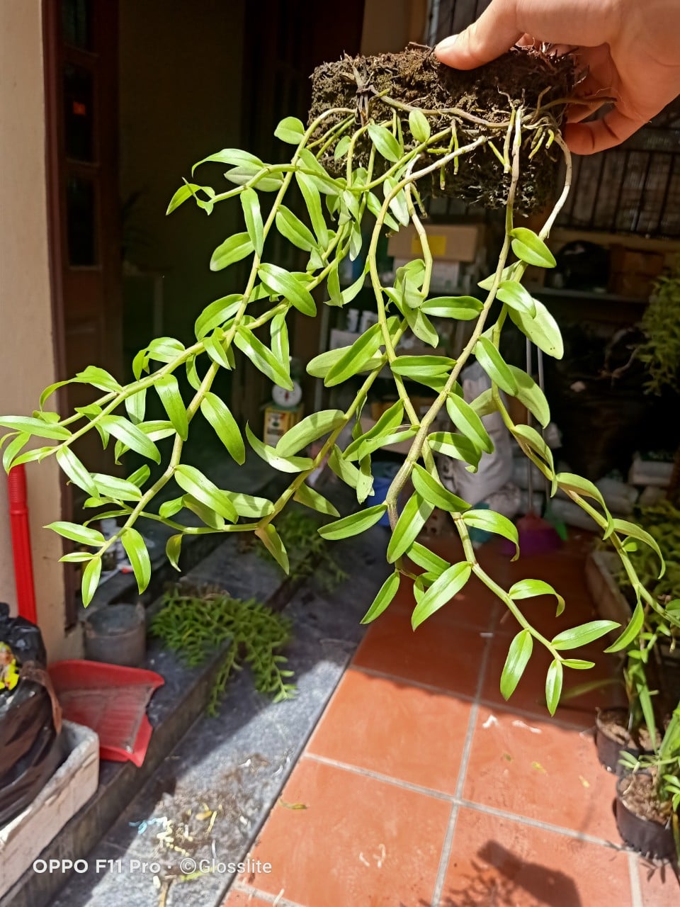 Bảng dã hạc hoa hoa hồng đỏ cực đẹp