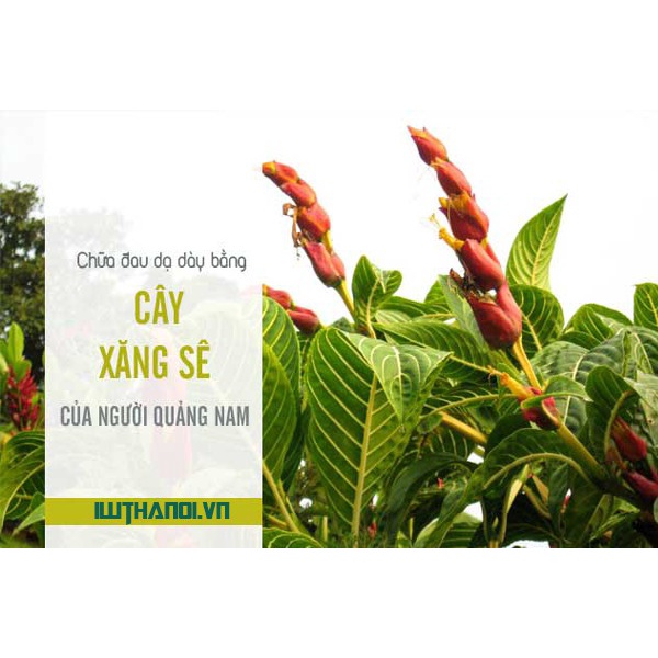 cây giống cây xăng sê (cây khôi nhung trắng , khôi đốm)