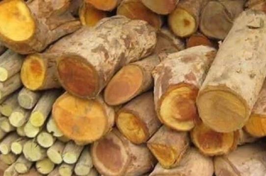 Cây Mật Gấu 1kg