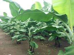 CÂY GIỐNG CHUỐI GIÀ LÙN NAM MỸ SIÊU QUẢ SIÊU KINH TẾ