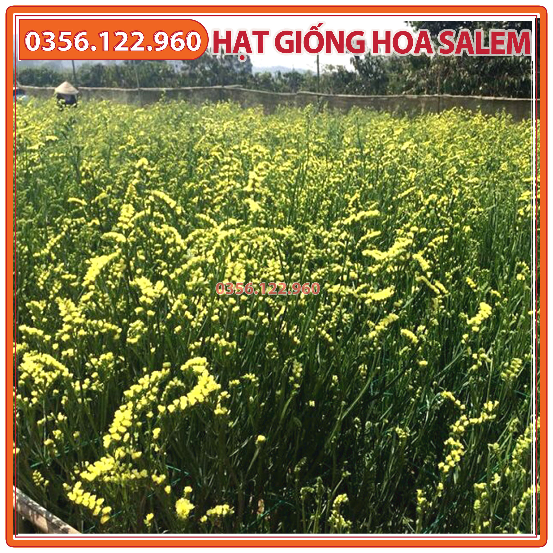 100 hạt Hạt giống hoa salem mix nhiều màu