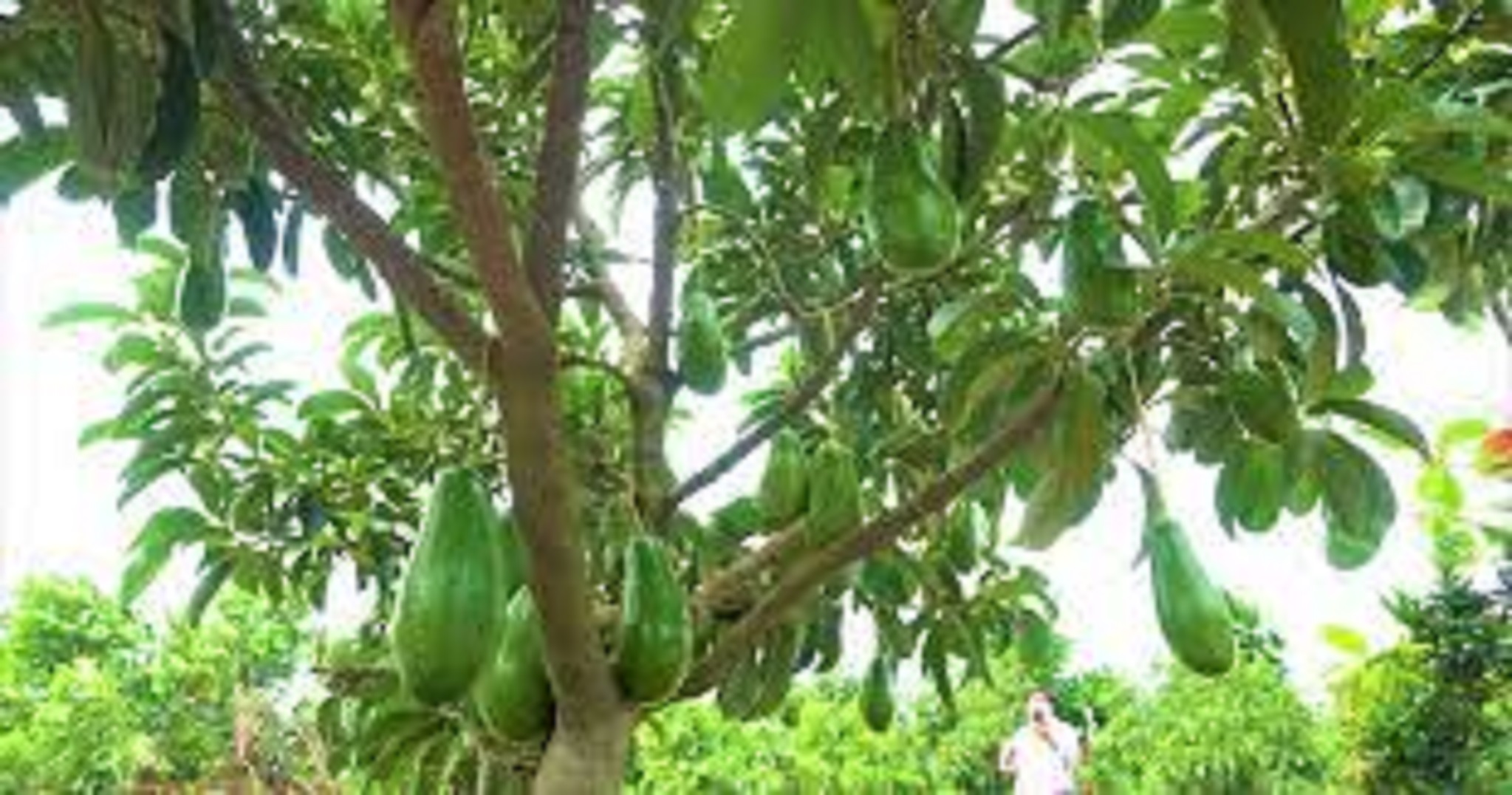 CÂY GIỐNG BƠ LÙN THANH SƠN [ TRỒNG CHẬU ĐƯỢC ]